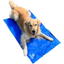 Golden retriever ligger på en blå kølemåtte